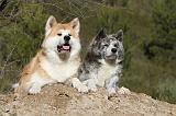 AKITA INU 073